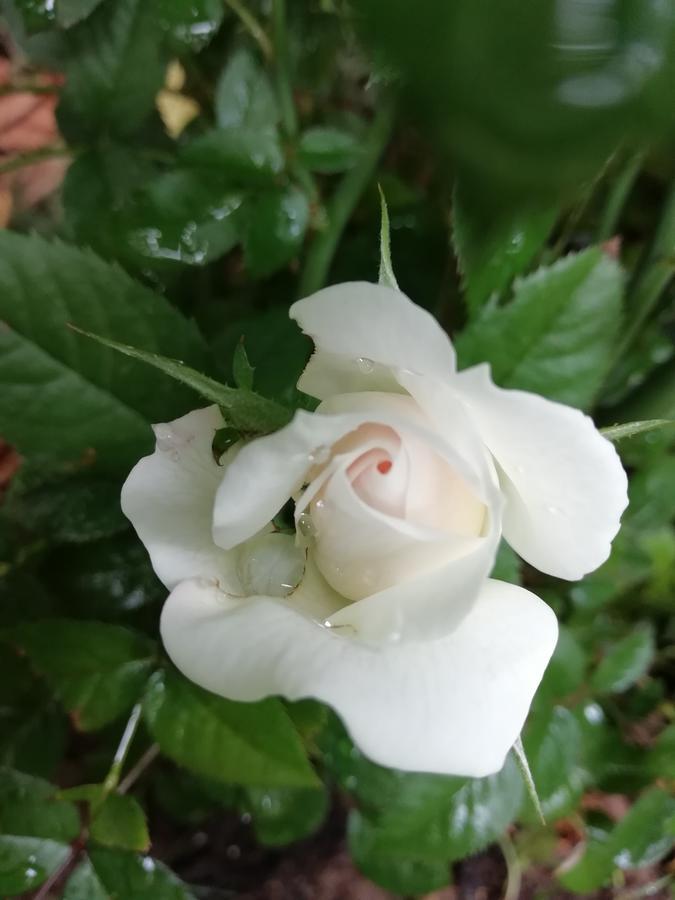 La Mirabelle-Casteil Country House ξενώνας Εξωτερικό φωτογραφία